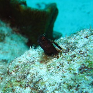 blenny1