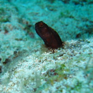 blenny2