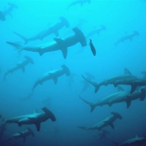 Hammerheads_at_Cocos_Islands_06