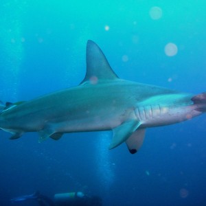 Good_and_close_hammerhead