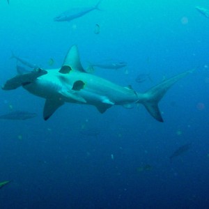 Cocos_Hammerhead_shark