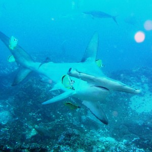 Close_encounter_with_hammerhead