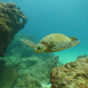 Sea Turtle at Sharks Cove