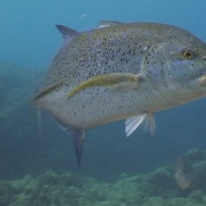 Bluefin Trevaly