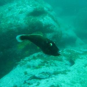 Diving in Sydney ( Magic Point)
