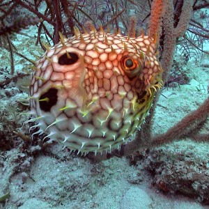 Pufferfish in Belize