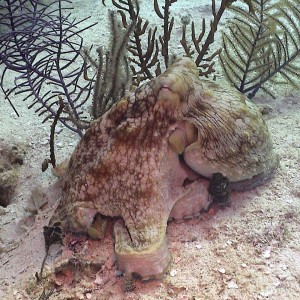 Octopus in Belize