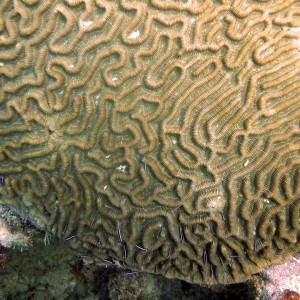 Patch Reef Off Marathon