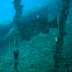 Jewfish on the Thunderbolt Wreck Marathon