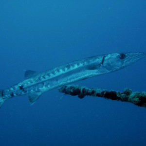 Big Barracuda on Thunderbolt Wreck Marathon