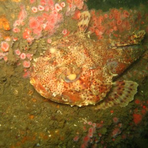 Wreck diving in So cal on the Yukon and Ruby E