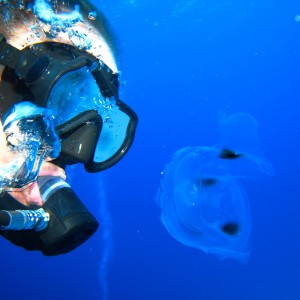 Diver and Jellyfish