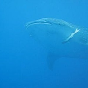 Whale Shark in Utila