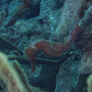 Seahorse