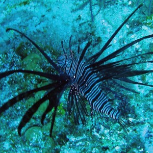 Red Lionfish in Nassau