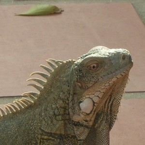 Close-up of an iguana