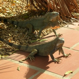 Two iguanas at our resort