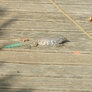 Bonaire whip-tailed lizard