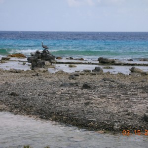 Pelican on the south shore