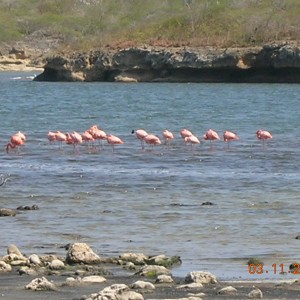 Flamingos at Boca Slagbai