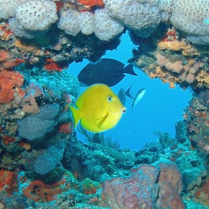 Juvenile Tang Showing Off