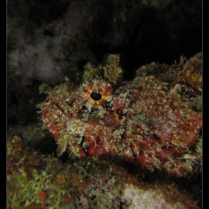 House_Reef_Mar_14_2007_054_small