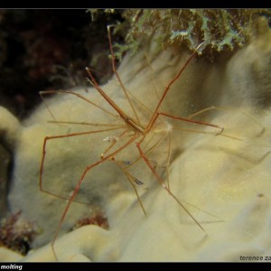 House_Reef_Mar_14_2007_016_small