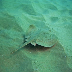 Small Ray