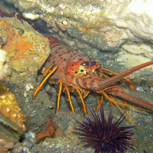 California Spiny Lobster