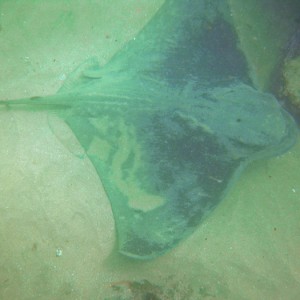 Good Size Ray