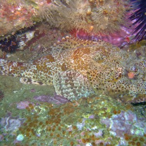 Rock Sculpin