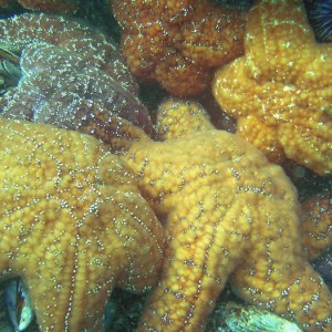 Star Fish