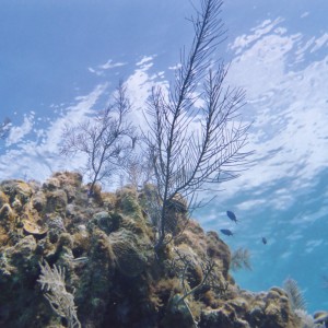 Clouds in the Sea