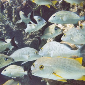 Swimming With Family