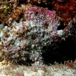 Frog Fish by Terry Goldie