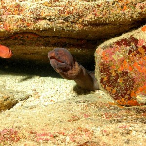 Another Moray by Terry Goldie