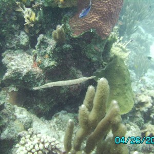 reef