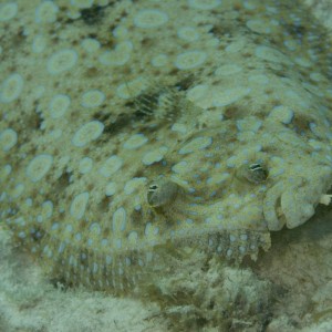 peacock_flounder