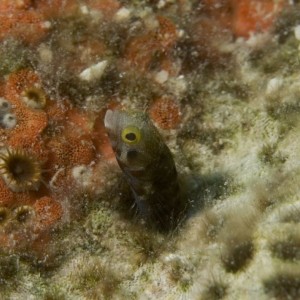 secretary_blenny