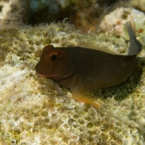 red_lipped_blenny