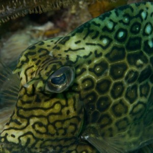 honeycomb_cowfish