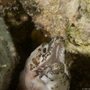 spotted_moray2