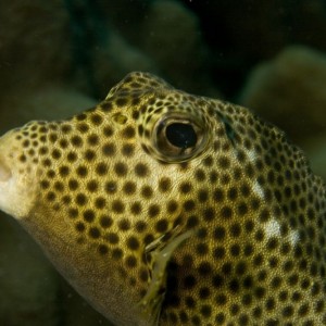 spotted_trunkfish