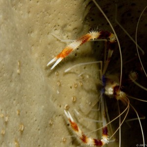 banded_coral_shrimp