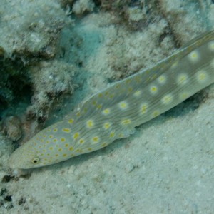 sharptail_eel