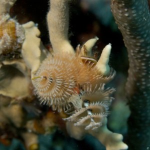 christmas_tree_worm2