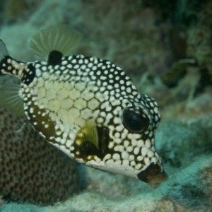 smooth_trunkfish