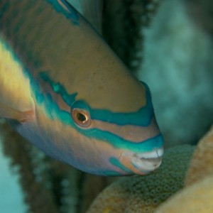 parrot_fish