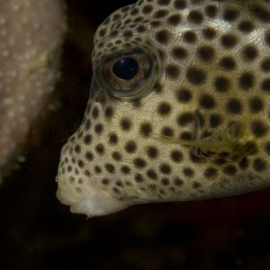 spotted_trunkfish2