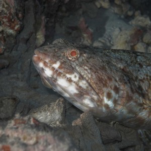 Tough guy lizard fish